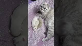 A young mother cat watches over her kittens and cleans up herself asmr catvideo kittens [upl. by Nylikcaj]