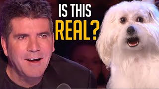 Talking Dog on BGT Is Everything Simon Cowell EVER Wanted [upl. by Aver]