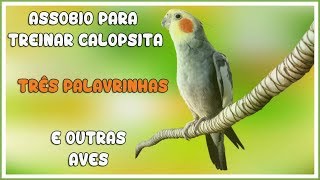 ASSOBIO CALOPSITA  TRÊS PALAVRINHAS  COCKATIEL WHISTLE [upl. by Anomor]