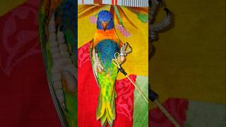 Rainbow lorikeet training season lorikeet rainbowlorikeet parrot parrottalking birds shorts [upl. by Reggy]