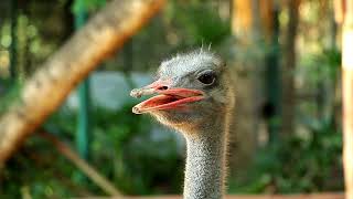 How Do Ostrich Sound Get to know the ostrich and its sounds  noises ostrich video [upl. by Alaaj262]