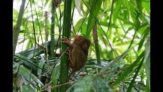 TARSIER SANCTUARY ENTRANCE FEE ON THIS PANDEMIC [upl. by Sams337]