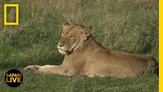 Safari Live  Day 276  National Geographic [upl. by Litha]