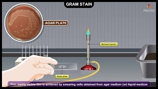 Gram Staining Procedure Animation Microbiology  Principle Procedure Interpretation [upl. by Wenona]