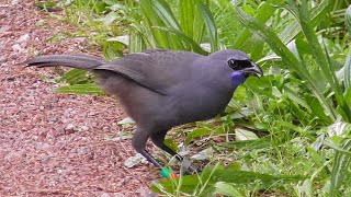 Tiritiri Matangi Island Sanctuary  New Zealand [upl. by Airemaj]