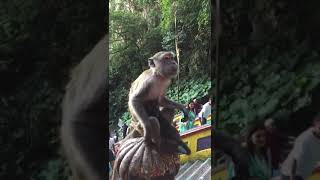 Los changos famosos del Templo Hindú de Batu Caves Kuala Malasia Noviembre 2024 [upl. by Stranger568]