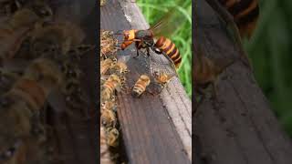 Giant Hornet Group Attack on Honeybee Hive savethebees [upl. by Zadoc]