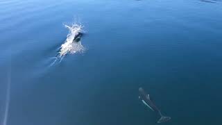 Dolphins at Cracroft Point [upl. by Cirnek478]