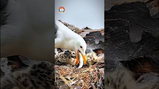 Bird life nature birds animal wildlife intresting mother chicks feeding youtube shorts [upl. by Legnaros228]