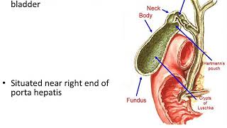 Extrahepatic Biliary Apparatus [upl. by Aznecniv]