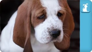 80 seconds of Adorable Wrinkled Basset Hound Puppies [upl. by Dionne369]