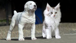 These Are 10 Cat Breeds That Act Just Like Dogs [upl. by Nylakcaj]