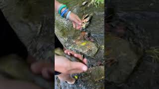 Nice little bullhead catfish catch freshwaterfish catfish [upl. by Raybin]