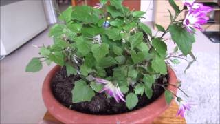 January Senetti update [upl. by Anairam]