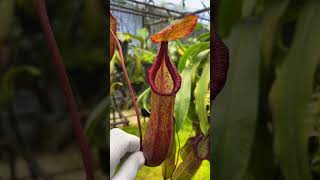 Item Short BE4078 N petiolata x lowii x tentaculata – assorted clones nepenthes [upl. by Jackie]