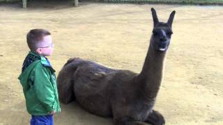 Llama spits in kids face [upl. by Ab]