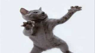 Cat Dancing to Hamster Dance [upl. by Esmond]