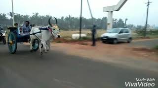 SULUR RECKLA RACE  2018 BEST RACE IN COIMBATORE DISTRICT [upl. by Steve]