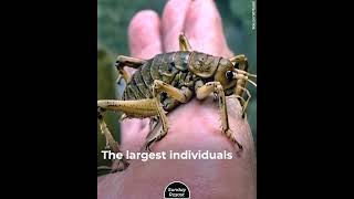 10 Largest Insects in the World [upl. by Doran]