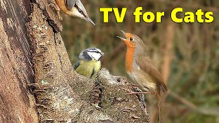 Cat TV  Birds for Cats to Watch in A Woodland Paradise ⭐ 8 HOURS ⭐ [upl. by Aytida]