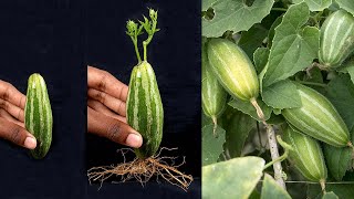 Growing Method of Pointed Gourd from Pointed Gourd  How to grow Pointed Gourd tree [upl. by Haras]