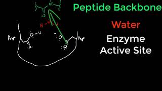 Protease Mechanisms [upl. by Noseyt300]