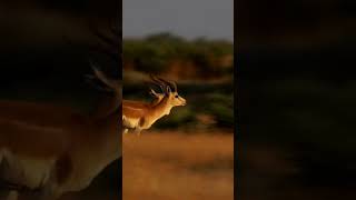 gazelle running wild wildlife [upl. by Cammi]