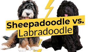 Sheepadoodle vs Labradoodle 🐶 Breed Comparison 🐶 🔴 2023 🔴 [upl. by Nadeau148]