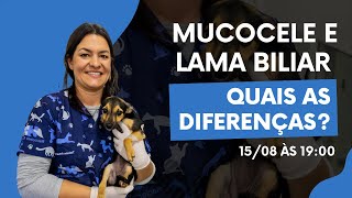 Mucocele e lama biliar quais as diferenças [upl. by Pebrook]