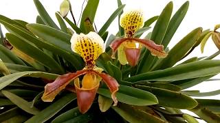 Paphiopedilum x nitens [upl. by Fatma]