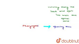 Describe charateristic features of chordates  CLASS 11  ANIMAL KINGDOM  BIOLOGY  Doubtnut [upl. by Aicillyhp]