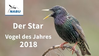 Vogel des Jahres 2018 Der Star [upl. by Halilad]