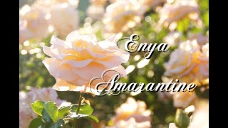 ふわふ和訳：Amarantine  Enya [upl. by Annasoh490]