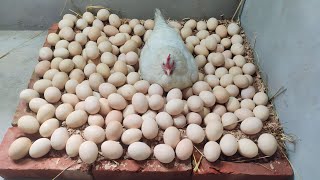 White Aseel Hen Hatching Eggs  Hen Harvesting Eggs To Chicks  Murgi Chicks Hatching Pets Life TV [upl. by Resarf81]