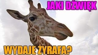 Jaki dźwięk wydaje żyrafa [upl. by Virginia]