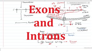 Exons amp Introns  General Information [upl. by Niuqaoj]