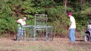 How to trap wild hogs using the fastest safest easiest and most effective hog trap [upl. by Chung761]