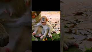 Accident monkey and need help monkey animals short Rainbow [upl. by Oneladgam]