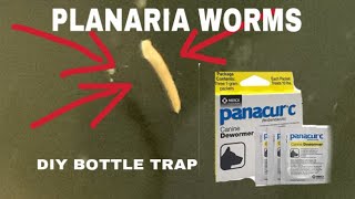 Omg planaria [upl. by Haniraz606]