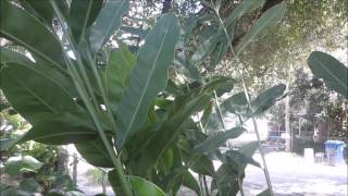 How to grow the greater galangal Alpinia galanga [upl. by Prebo382]