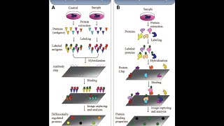 Protein Microarray Part 2 Types of Protein Microarray Applications and challenges [upl. by How]