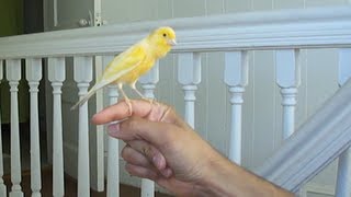 Canary singing on my hand [upl. by Miarhpe]