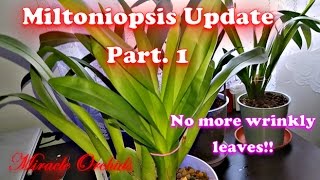 Miltoniopsis Update Part 1  Is semi hydro working [upl. by Nnylylloh]