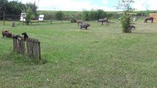 Bogensportplatz Hermanski in ALZEY  HEIMERSHEIM [upl. by Mirabelle]