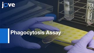 Phagocytosis Assay for Apoptotic Cells  Protocol Preview [upl. by Kcirded]