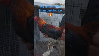 My game fowls from puerto rico 🔥 [upl. by Geno497]