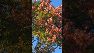 RAINTREE FLOWERS IN BLOOM [upl. by Rialcnis852]