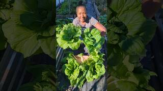 Bok choy and Chijimisai harvest  100 from volunteers [upl. by Teerprug]