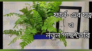 Fern plant care and propagation in bengali [upl. by Ajssatan]