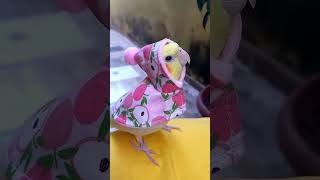 Unbelievable Parrot Antics Funniest Moments Compilation birds parrot funny [upl. by Ahsirek]